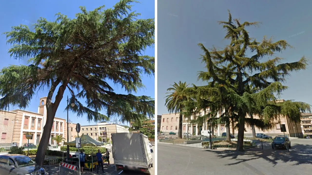 Vibo, a rischio uno dei cedri del Libano in piazza Martiri d'Ungheria. Il Comune: «Instabile, faremo di tutto per salvarlo»