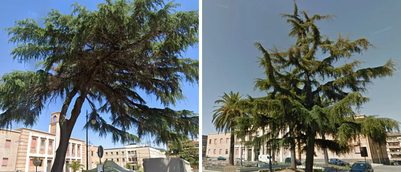 Vibo, a rischio uno dei cedri del Libano in piazza Martiri d'Ungheria. Il Comune: «Instabile, faremo di tutto per salvarlo»