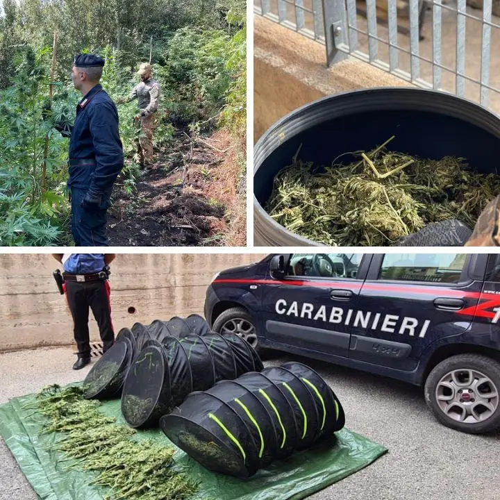 Nardodipace, individuati e sequestrati dai carabinieri 30 chili di cannabis indica dal valore complessivo di circa 60mila euro