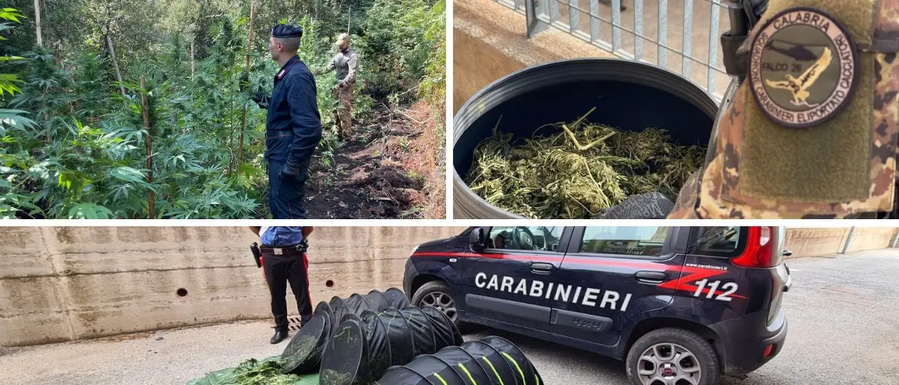Nardodipace, individuati e sequestrati dai carabinieri 30 chili di cannabis indica dal valore complessivo di circa 60mila euro
