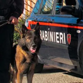 Sicurezza: sanzioni e sequestri dei carabinieri nelle Serre