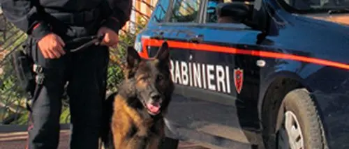 Sicurezza: sanzioni e sequestri dei carabinieri nelle Serre