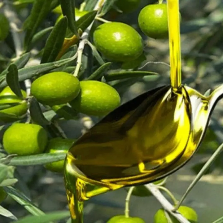 A Vibo Valentia la presentazione regionale della Guida agli extravergini di Slow Food