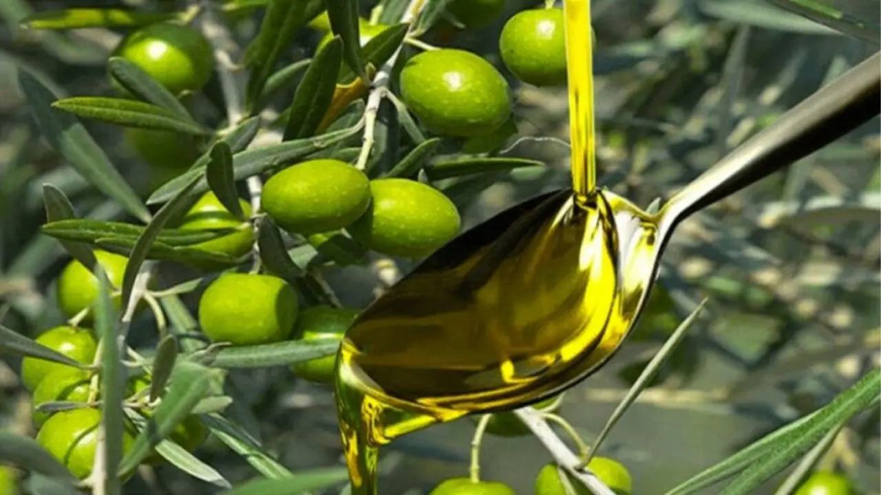 A Vibo Valentia la presentazione regionale della Guida agli extravergini di Slow Food