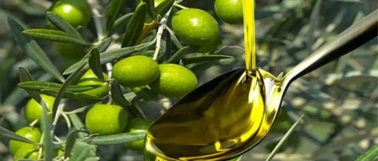 A Vibo Valentia la presentazione regionale della Guida agli extravergini di Slow Food