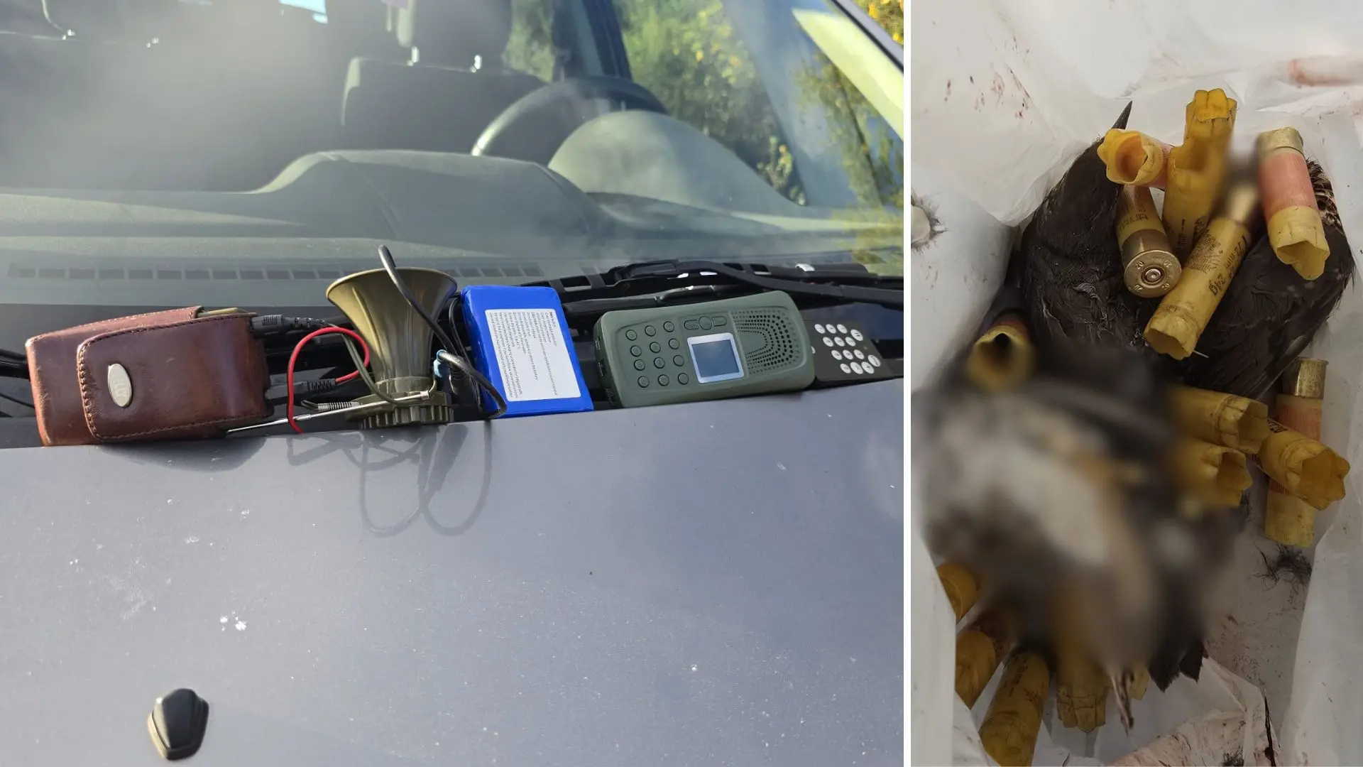 Caccia, usavano richiami elettromagnetici illegali per attirare i turdidi: denunciati dalle guardie venatorie nel Vibonese