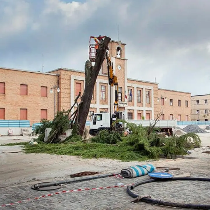 Vibo, abbattuto il cedro di piazza Martiri d’Ungheria. La reazione dei vibonesi: «Uno scempio, quanti ricordi spazzati via»