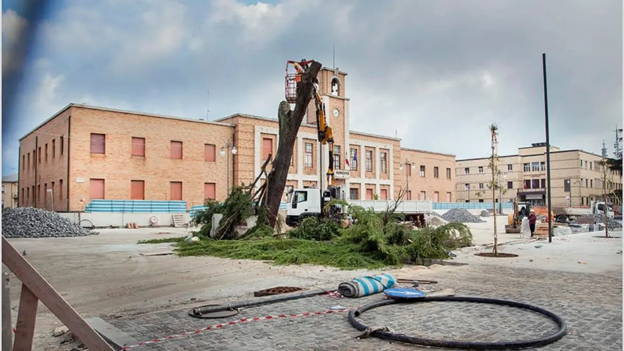 Vibo, abbattuto il cedro di piazza Martiri d’Ungheria. La reazione dei vibonesi: «Uno scempio, quanti ricordi spazzati via»