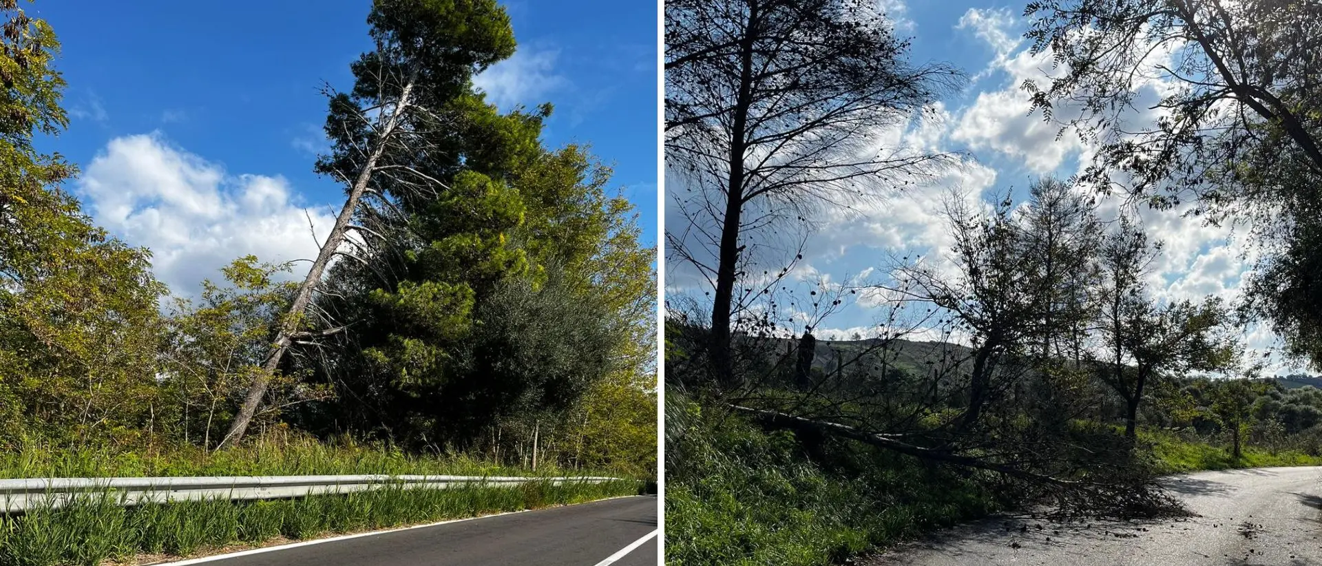Albero crolla sulla statale 110, la denuncia: «Tronchi cadenti e rami secchi sono un pericolo per gli automobilisti, intervenire subito»