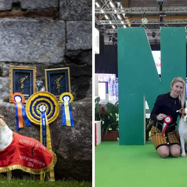 Da Nicotera a Bologna per l’Enci winner: l’amstaff Macarena diventa campionessa italiana