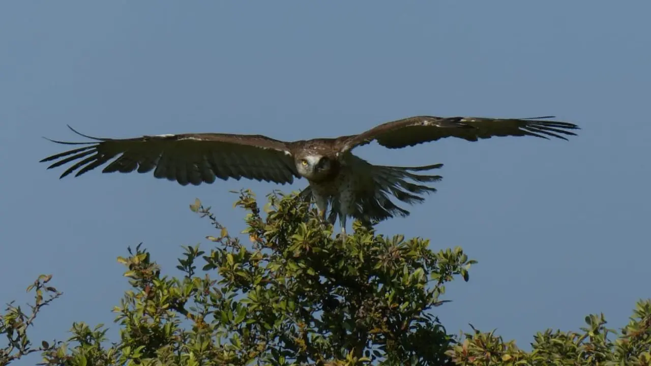 Liberata nell’oasi del Lago Angitola l'Aquila dei serpenti ritrovata sul ciglio di una strada