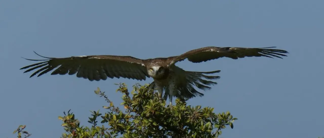 Liberata nell’oasi del Lago Angitola l'Aquila dei serpenti ritrovata sul ciglio di una strada