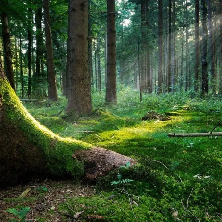 Serra San Bruno, al via “Scopri il Parco con le Guide”: weekend all'insegna della natura e del borgo