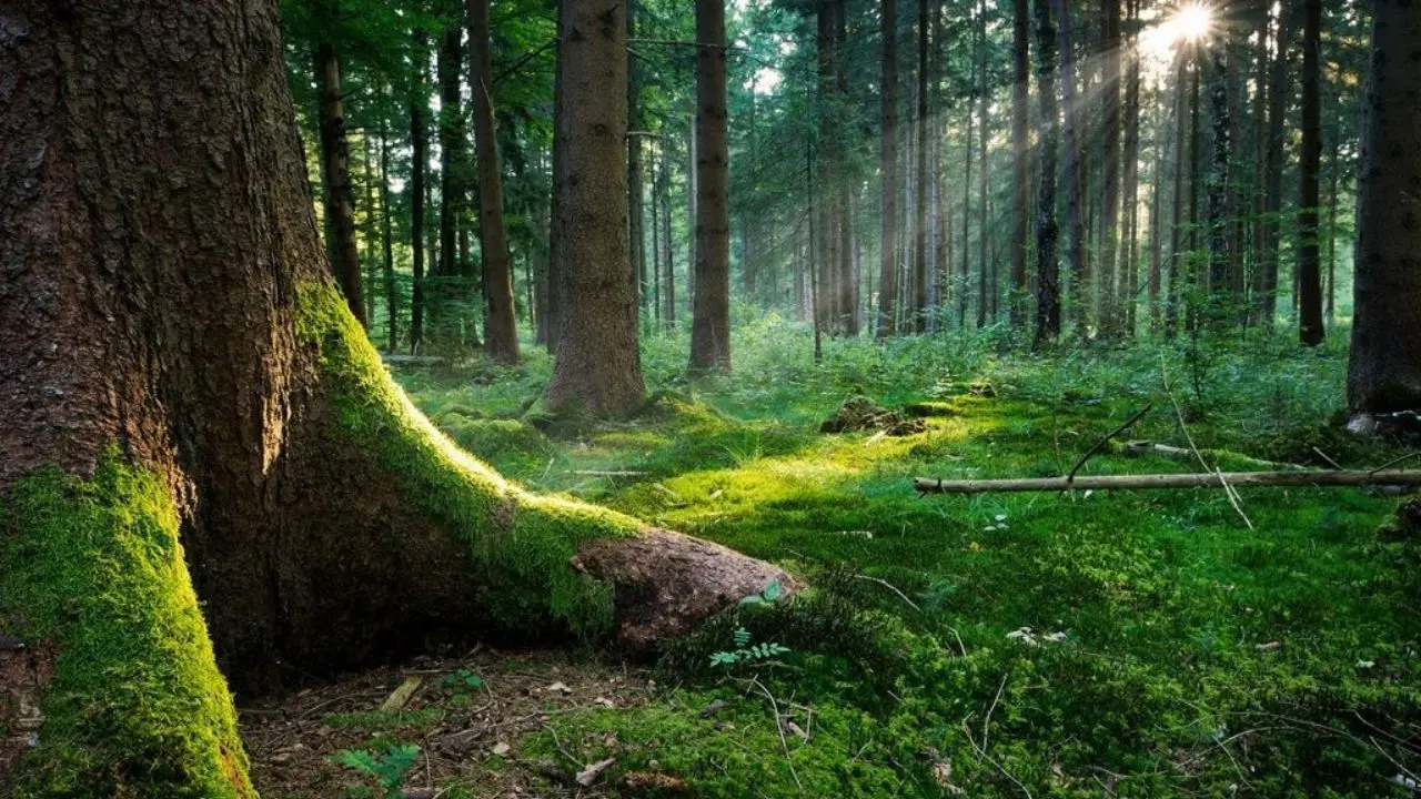 Serra San Bruno, al via “Scopri il Parco con le Guide”: weekend all'insegna della natura e del borgo