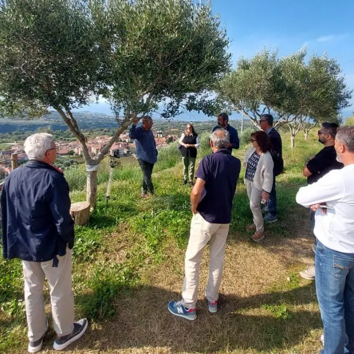 La promozione della Costa degli Dei passa anche attraverso l'olio d'oliva: a Ricadi buona la prima per il percorso sperimentale avviato con Arsac