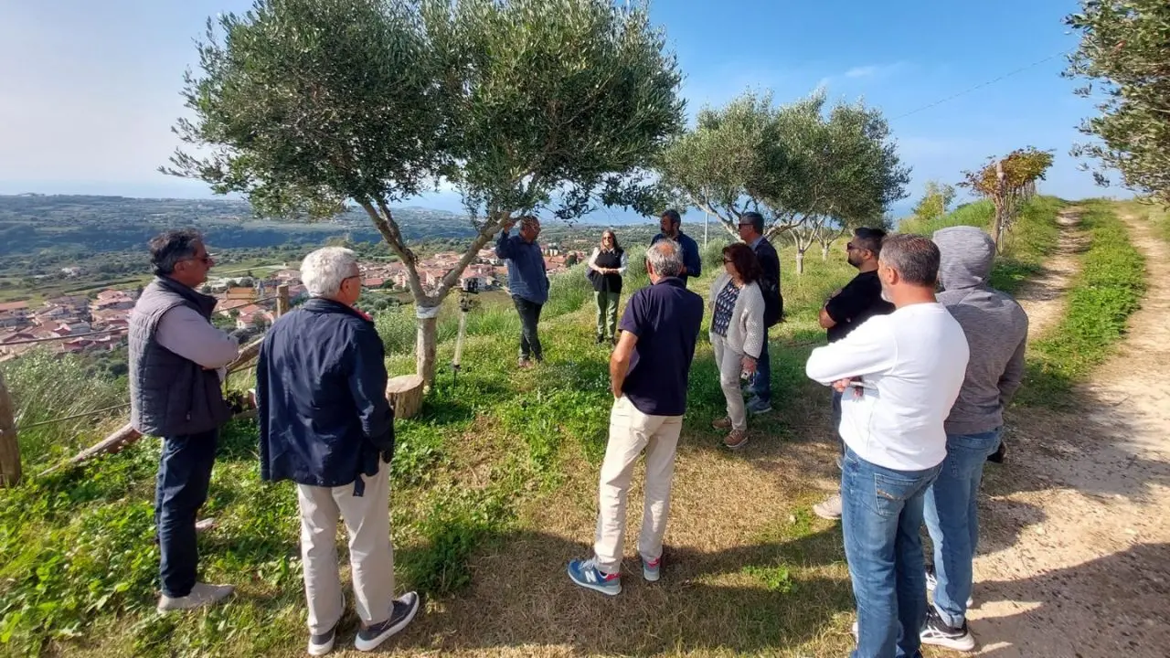 La promozione della Costa degli Dei passa anche attraverso l'olio d'oliva: a Ricadi buona la prima per il percorso sperimentale avviato con Arsac
