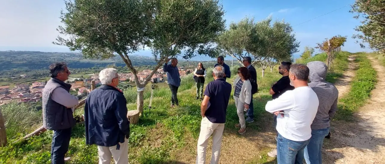 La promozione della Costa degli Dei passa anche attraverso l'olio d'oliva: a Ricadi buona la prima per il percorso sperimentale avviato con Arsac