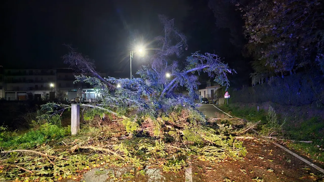 Tempesta di vento nel Vibonese, decine di interventi dei vigili del fuoco per alberi caduti e strade invase da rami e tronchi: disagi soprattutto sulle Serre
