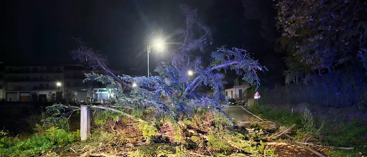 Tempesta di vento nel Vibonese, decine di interventi dei vigili del fuoco per alberi caduti e strade invase da rami e tronchi: disagi soprattutto sulle Serre