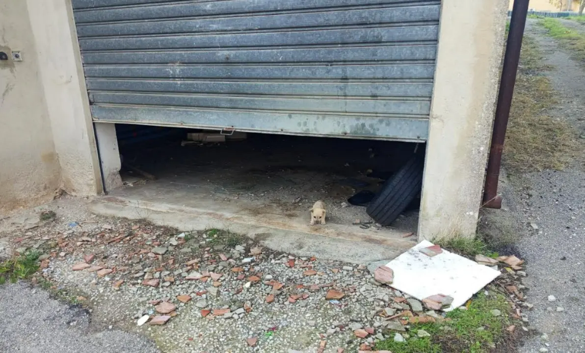 Filandari, cuccioli “salvati” e poi lasciati morire di stenti. Artusa (Lega): «Abbandonati in un garage comunale, pronto a denunciare»