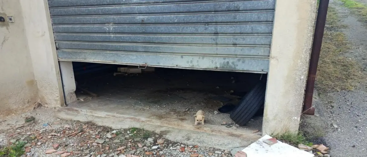 Filandari, cuccioli “salvati” e poi lasciati morire di stenti. Artusa (Lega): «Abbandonati in un garage comunale, pronto a denunciare»