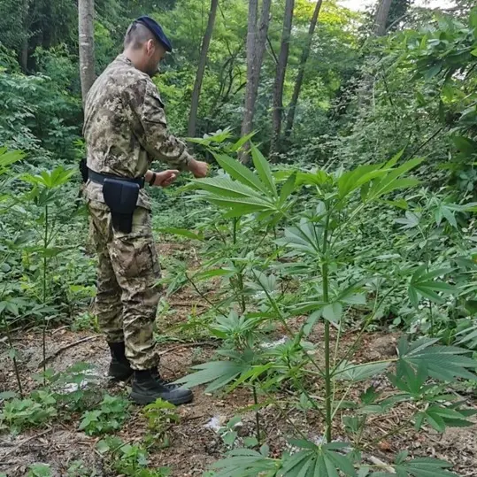 ‘Ndrangheta: operazione Artemis, la Cassazione conferma la misura cautelare per due dei principali indagati