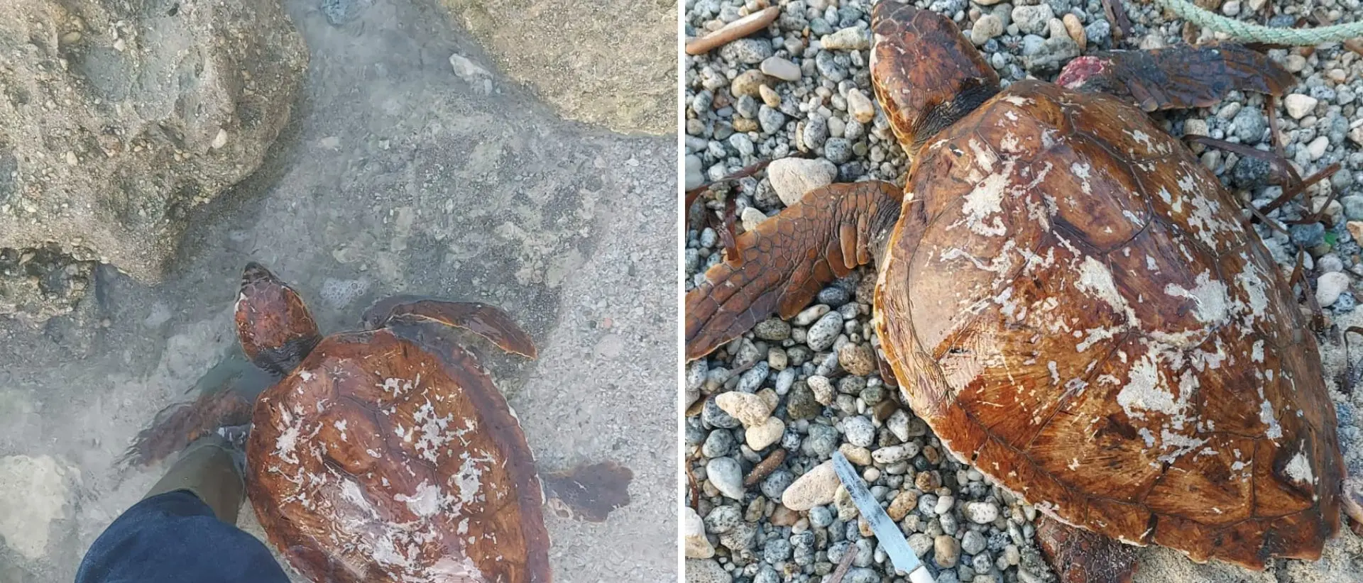 Ricadi, tartaruga in difficoltà recuperata tra le scogliere