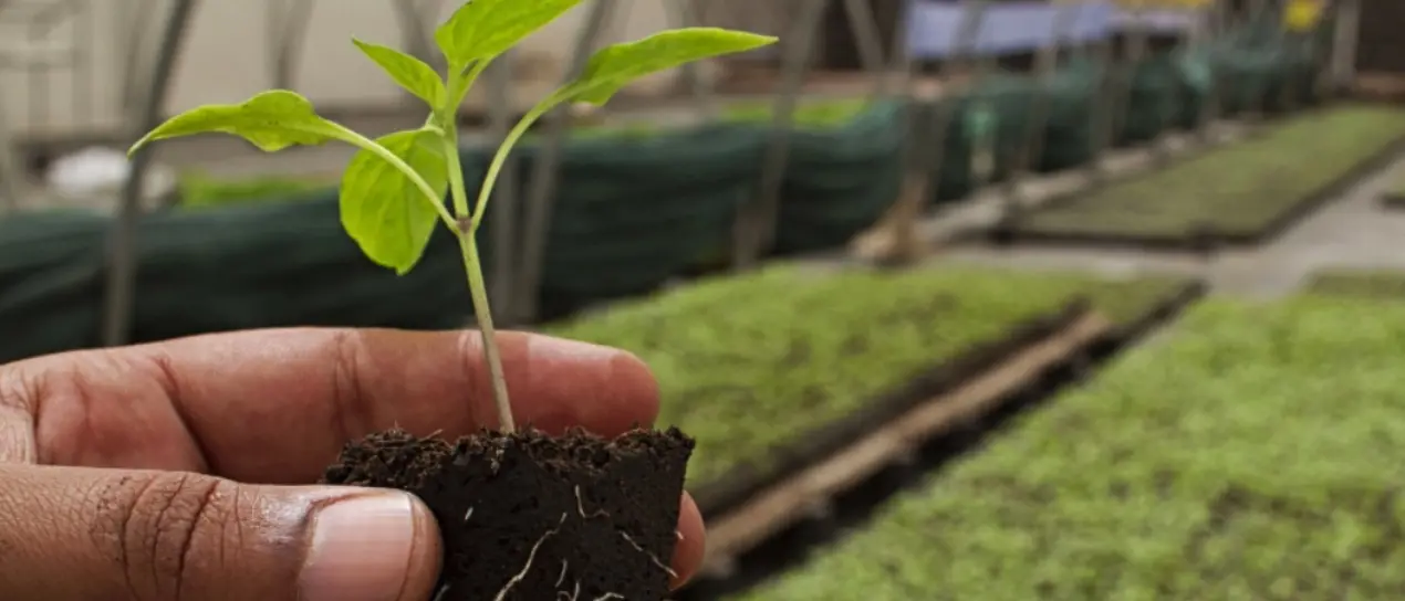 A Vibo crescono le imprese agricole e l’export: i dati del report della Camera di commercio