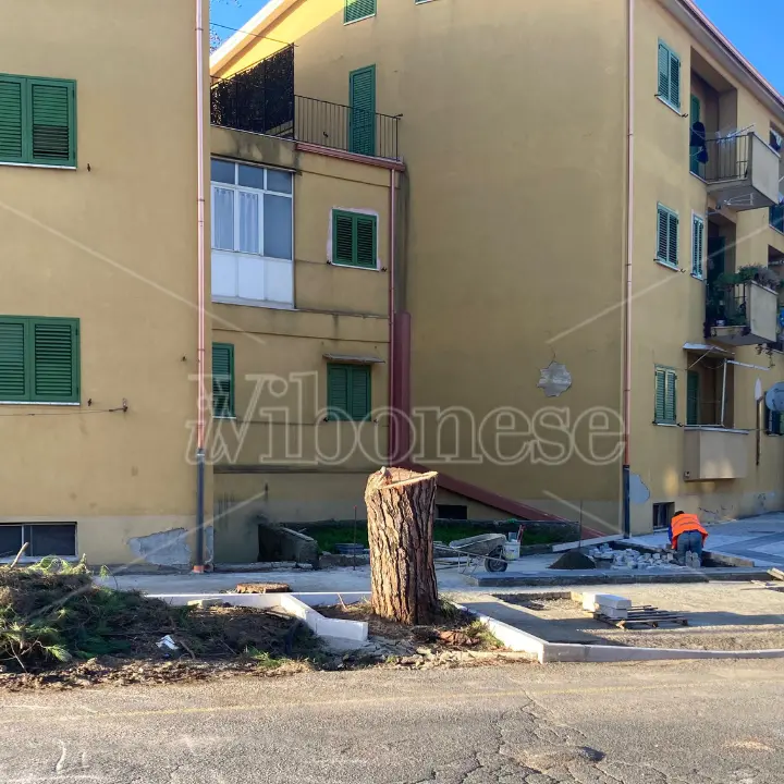 Vibo, da \"giardino sul mare\" che fu all'odierna strage di alberi: possibile che nessuno potesse essere salvato?