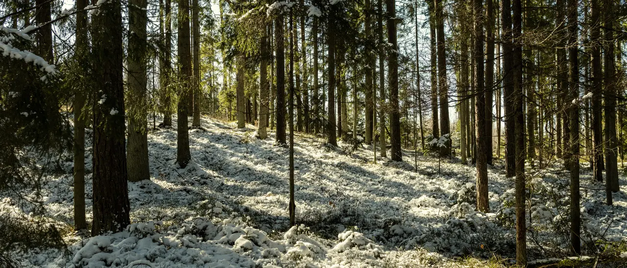 Nel Vibonese vigilia di Natale con pioggia e neve (in montagna), migliora il 25 ma il freddo resterà. Qualche fiocco anche in collina