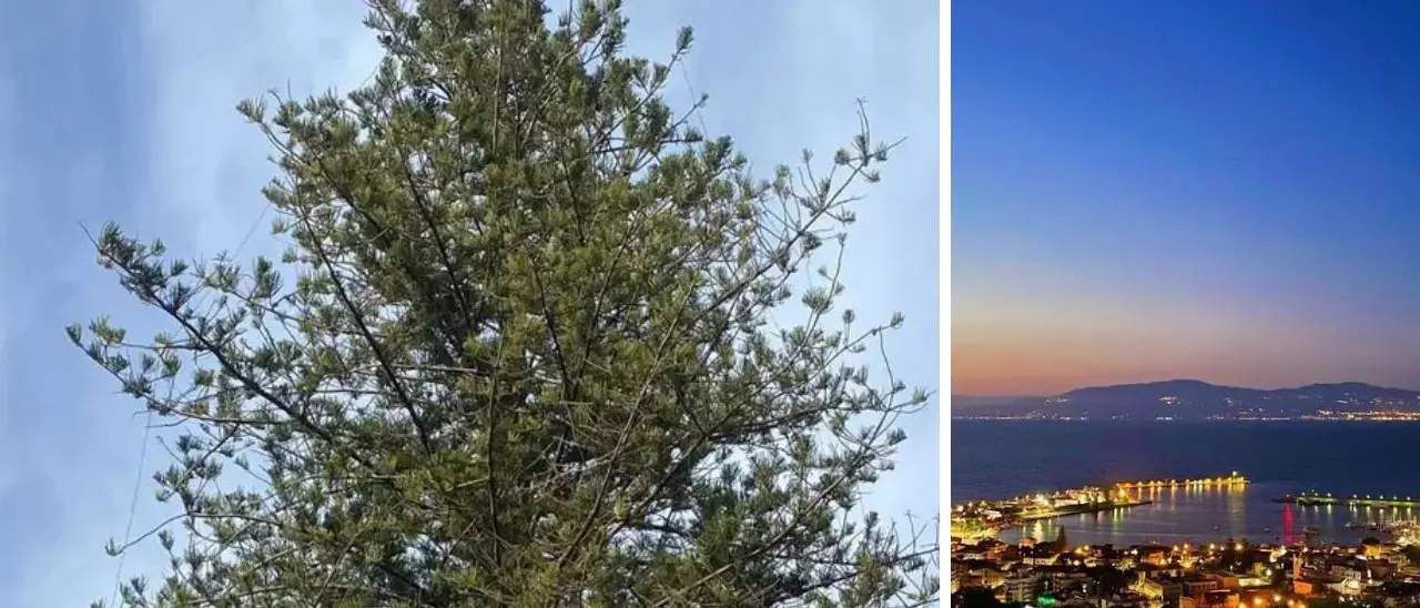 Un Grinch rovina il Natale a Vibo Marina: vandalizzato l'albero che illuminava il lungomare