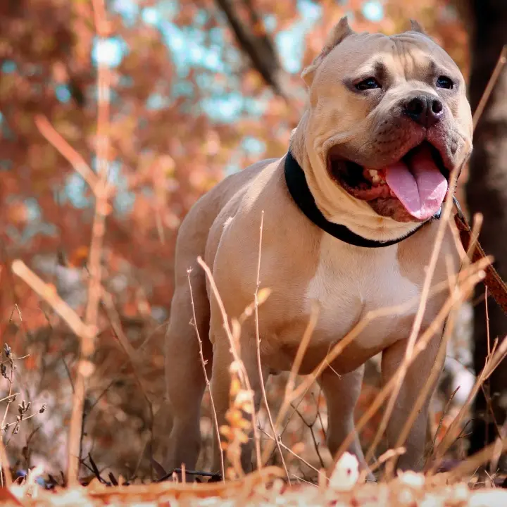 Palmi, aggredito da un pitbull mentre è a passeggio con il suo cane: ferito in varie parti del corpo