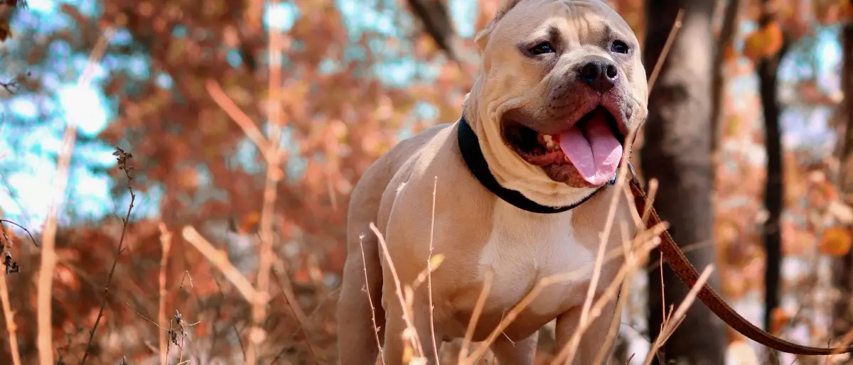 Palmi, aggredito da un pitbull mentre è a passeggio con il suo cane: ferito in varie parti del corpo