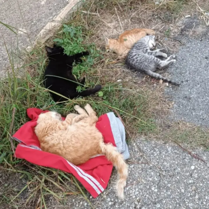 Strage di gatti a Jonadi, sterminata col veleno una colonia felina di 30 esemplari. Segnalazioni anche a Vibo