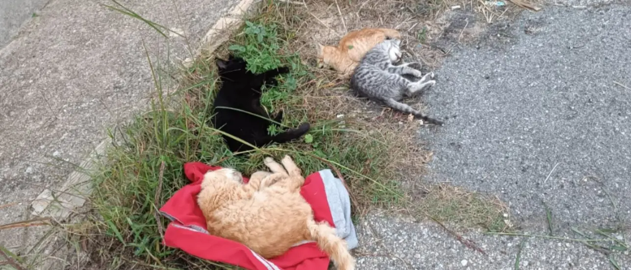 Strage di gatti a Jonadi, sterminata col veleno una colonia felina di 30 esemplari. Segnalazioni anche a Vibo