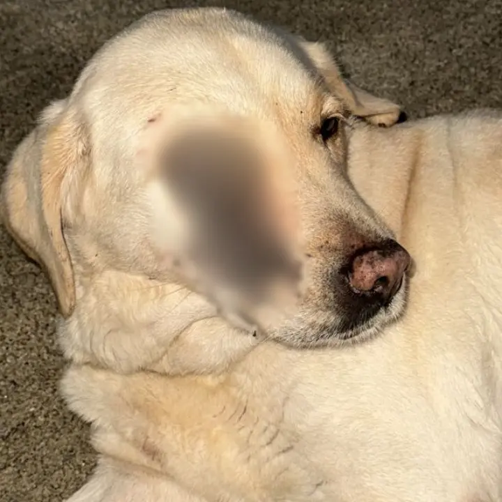 Cani avvelenati o feriti a colpi d'arma da fuoco, i volontari vibonesi chiedono alle istituzioni un incontro: «Stanchi e avviliti»