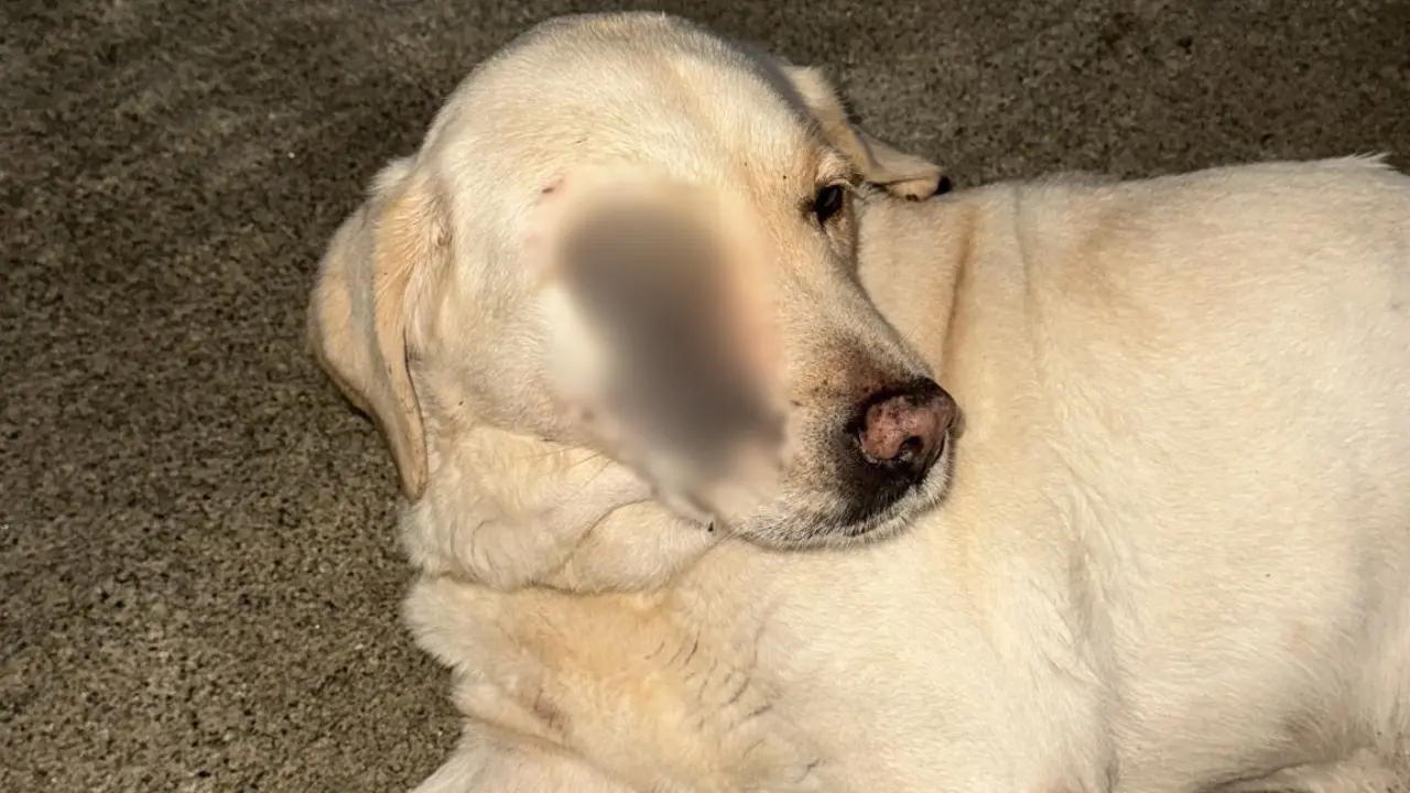 Cani avvelenati o feriti a colpi d'arma da fuoco, i volontari vibonesi chiedono alle istituzioni un incontro: «Stanchi e avviliti»