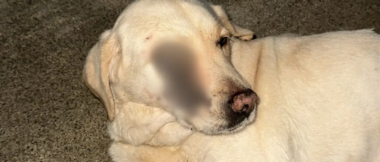 Cani avvelenati o feriti a colpi d'arma da fuoco, i volontari vibonesi chiedono alle istituzioni un incontro: «Stanchi e avviliti»