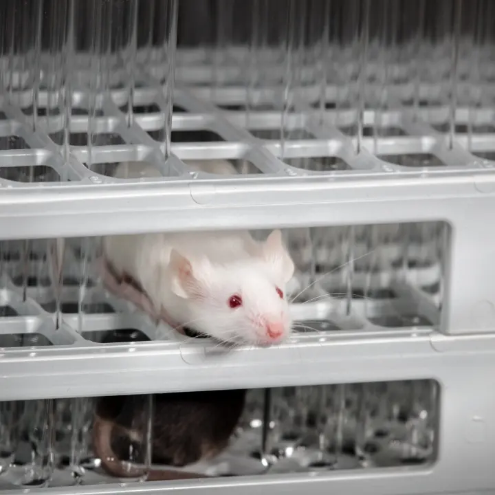 Cavie uccise sbattendole al muro: le accuse che hanno portato a 11 arresti tra Asp e Università di Catanzaro