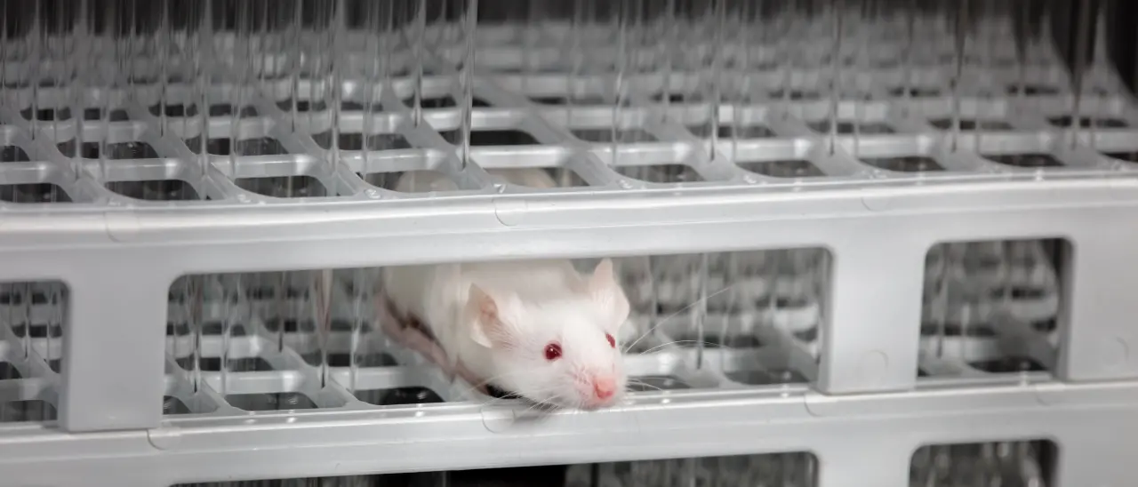 Cavie uccise sbattendole al muro: le accuse che hanno portato a 11 arresti tra Asp e Università di Catanzaro