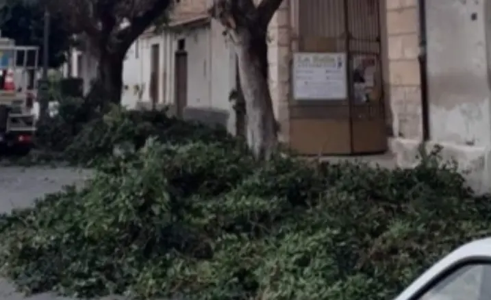 Rami abbandonati dopo la potatura, la Dusty motiva il disservizio
