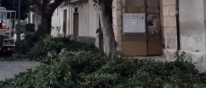 Rami abbandonati dopo la potatura, la Dusty motiva il disservizio