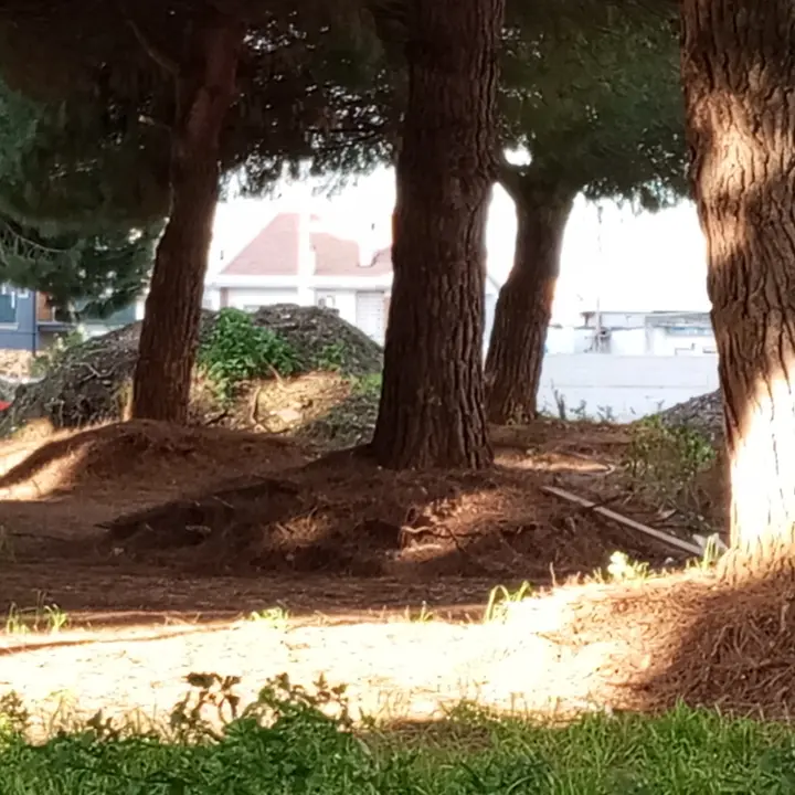 Taglio pini in piazza Salvemini a Vibo, arriva lo stop del Tar: accolto il ricorso del Wwf