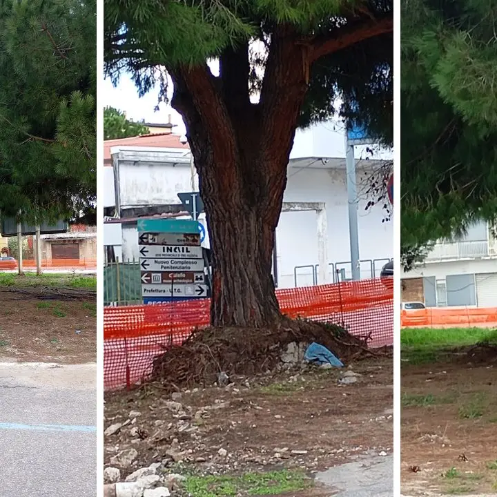 Lavori in piazza Salvemini (consorzio agrario), Italia Nostra contro l’abbattimento dei pini: «Sono patrimonio della città»