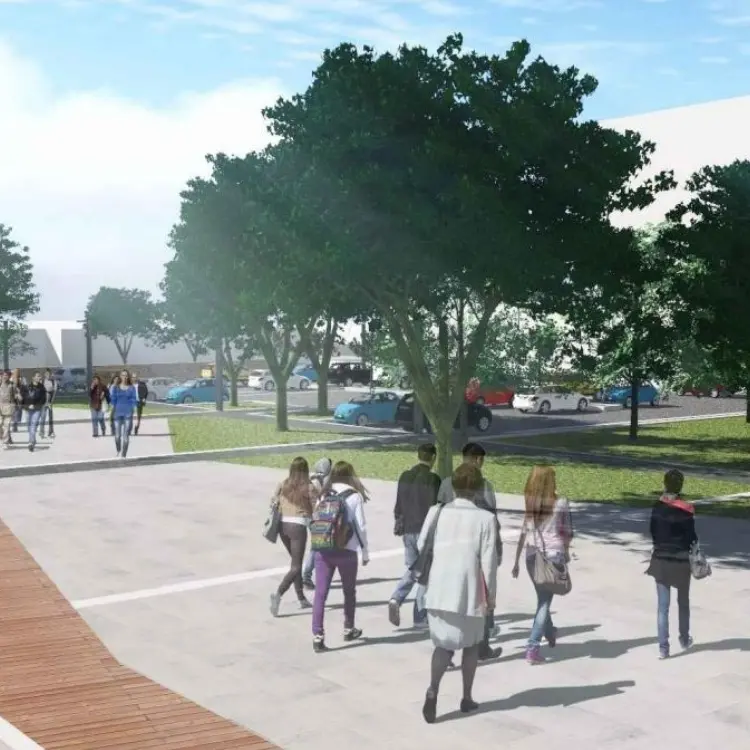 Pini di piazza Salvemini (consorzio agrario), arriva la “sentenza” del Comune: «Vanno abbattuti, non c’è alternativa»