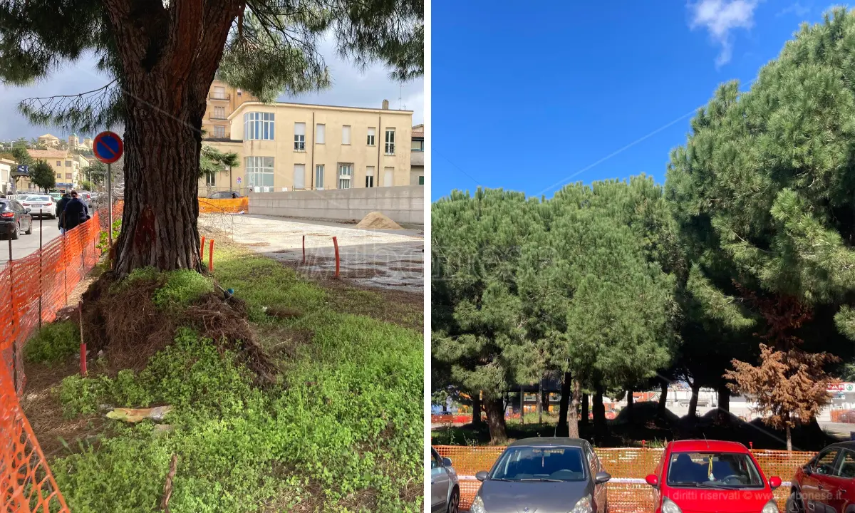 Pini di piazza Salvemini, il Pd di Vibo: «Purtroppo vanno abbattuti, chi non è d'accordo ricorra al Tar»
