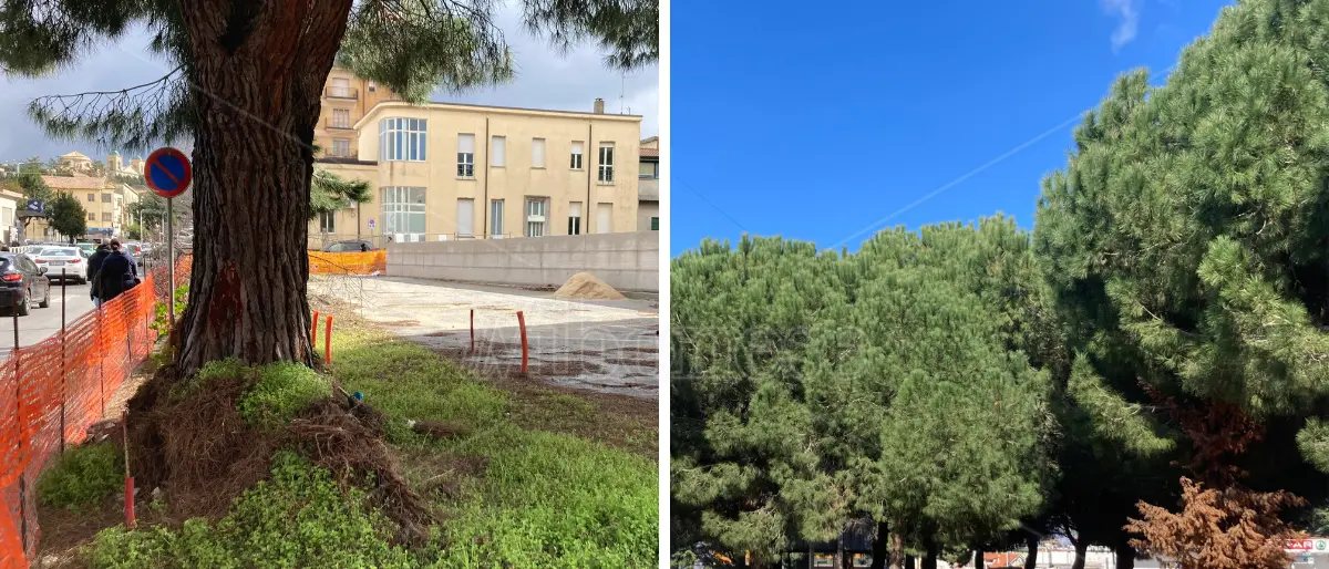 Pini di piazza Salvemini, il Pd di Vibo: «Purtroppo vanno abbattuti, chi non è d'accordo ricorra al Tar»