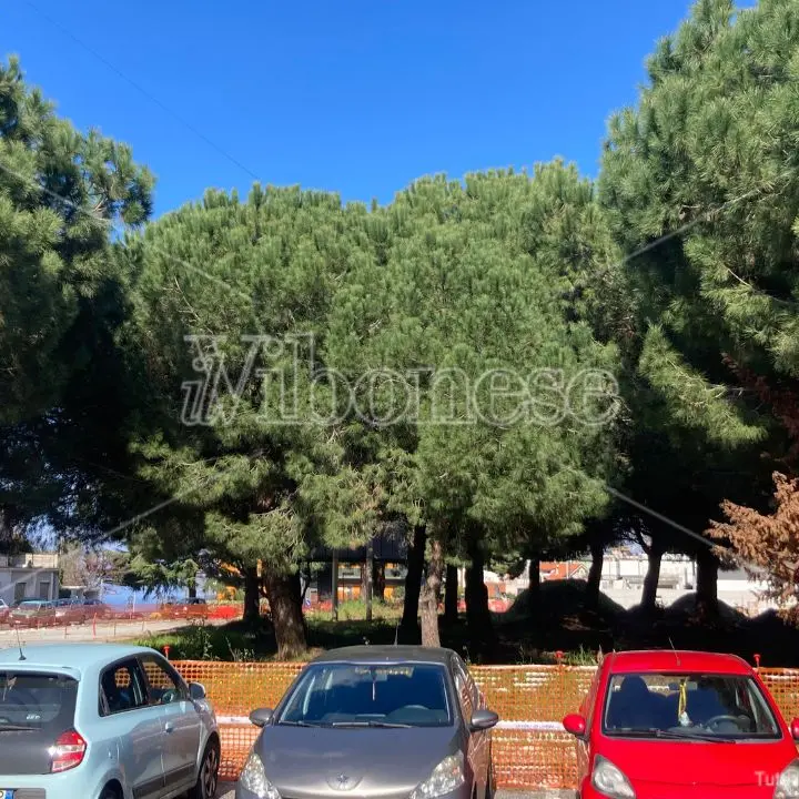 «I pini da abbattere erano 2 e non 18»: l'opposizione contesta Marasco (Pd) e sottolinea le contraddizioni con quanto detto da Monteleone