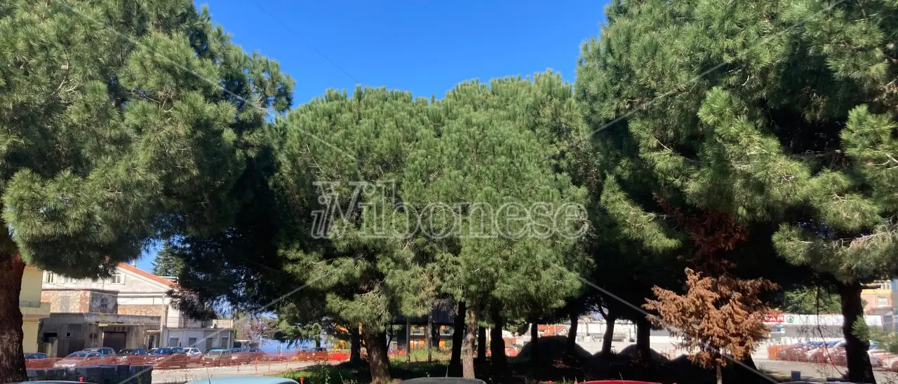 «I pini da abbattere erano 2 e non 18»: l'opposizione contesta Marasco (Pd) e sottolinea le contraddizioni con quanto detto da Monteleone