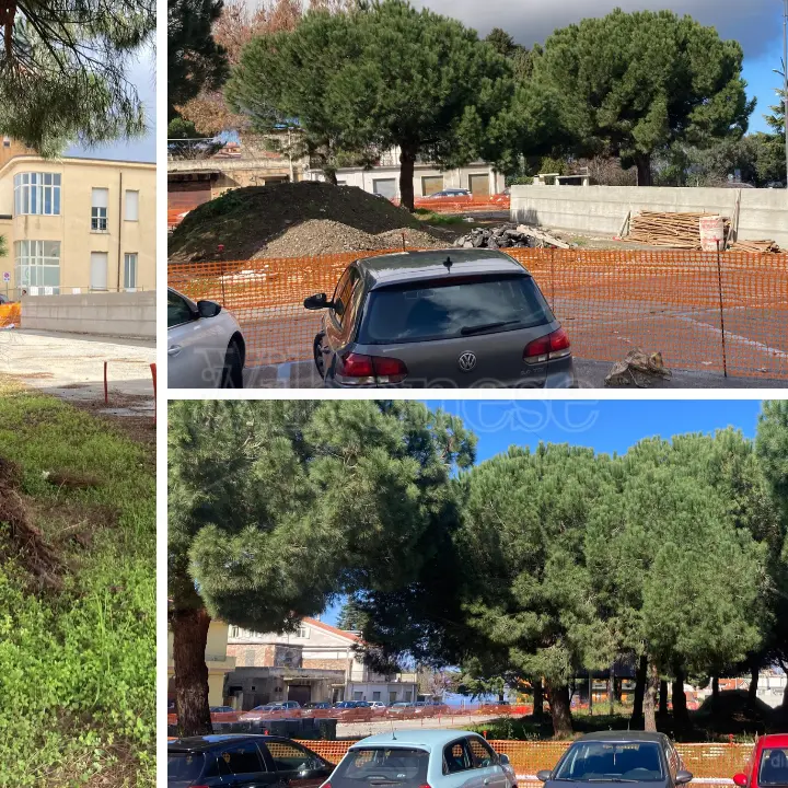Alberi a rischio in Piazza Salvemini a Vibo, Sinistra Italiana: «Il Comune convochi urgentemente un tavolo tecnico»